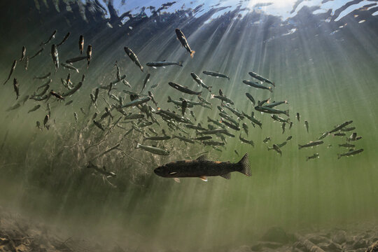 Coastal Cutthroat Trout, Dolly Varden, and Coho Salmon near a beaver lodge, Alaska, USA