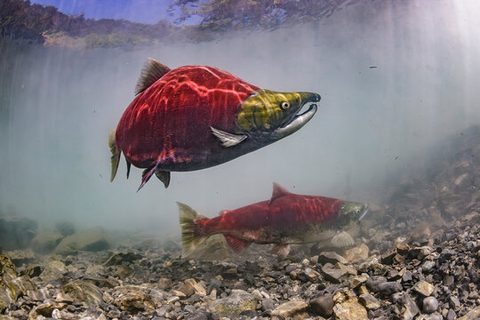 Two sockeye salmon swimming in clear freshwater over rocky riverbed. Sockeye Salmon spawning pair, Alaska, USA
