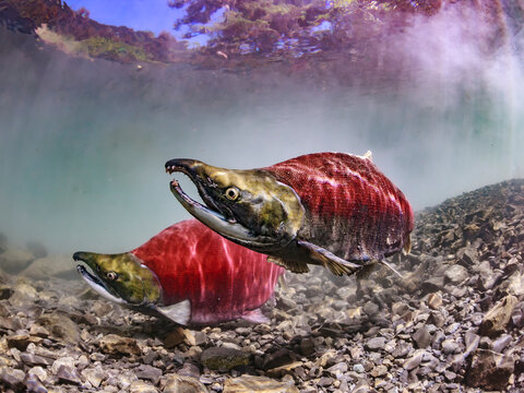 Two sockeye salmon swimming in clear freshwater over rocky riverbed. Sockeye Salmon spawning pair, Alaska, USA