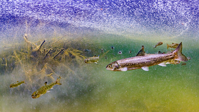 Underwater view of fish swimming near submerged branches in a vibrant aquatic environment. Dolly Varden (Salvelinus malma), Alaska, USA