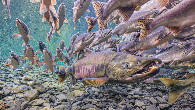 Underwater view of salmon swimming upstream over rocky riverbed in clear water. Chum and Pink salmon spawning migration, Alaska, USA
