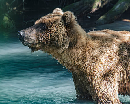Brown bear standing in water, illuminated by natural light with a focused gaze. Dappled grizzly, Alaska, USA