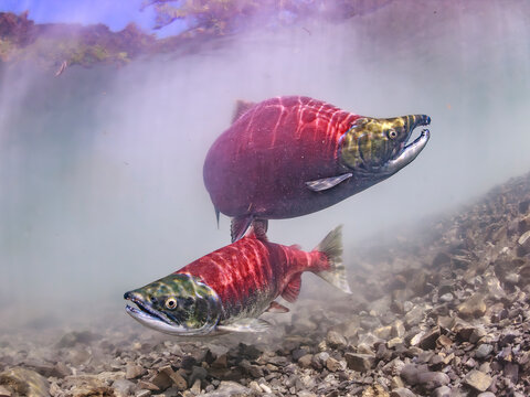 Two sockeye salmon swimming in clear freshwater over rocky riverbed. Sockeye Salmon spawning pair, Alaska, USA