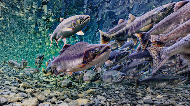 Underwater view of salmon swimming upstream over rocky riverbed in clear water. Chum and Pink salmon spawning migration, Alaska, USA