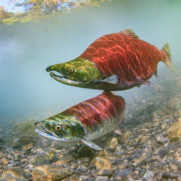Two sockeye salmon swimming in clear freshwater over rocky riverbed. Sockeye Salmon spawning pair, Alaska, USA
