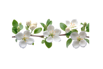 Fototapeta premium Blossoming Apple Branch: Delicate white apple blossoms unfurl along a slender branch, showcasing the elegance of nature's springtime renewal.