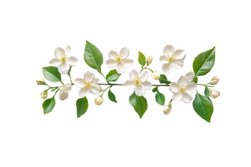Fototapeta premium Jasmine Bloom: Delicate white jasmine blossoms unfurl, their pure petals accented by vibrant green leaves, showcasing the intrinsic beauty and simplicity of nature's design.