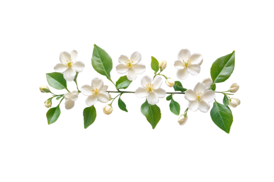 Jasmine Bloom: Delicate white jasmine blossoms unfurl, their pure petals accented by vibrant green leaves, showcasing the intrinsic beauty and simplicity of nature's design.