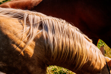 Close-up of a horse grazing in a sunlit field with flowing mane and rich brown fur. Oregon, USA
