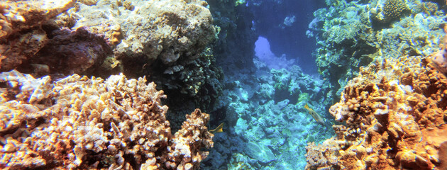 Underwater seascape on the coral reef in Red Sea, Egypt