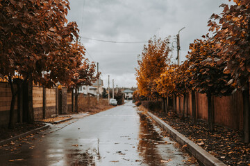 Fototapeta premium Autumn street scene with wet road and colorful trees under a cloudy sky. The image captures a tranquil street lined with trees displaying vibrant autumn foliage after a rain shower. 