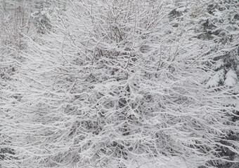 Zimowe drzewa pokryte śniegiem w graficznym motywie © kubikactive