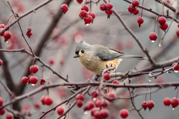 A Tufted Titmouse browses in a tree loaded with tiny red crabapples on a rainy autumn day.