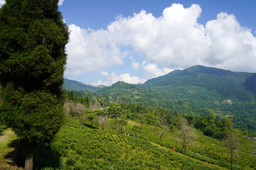 Fototapeta premium Lush Green Tea Plantation Landscape with Rolling Hills