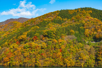 Fototapeta premium 秋晴れの白馬と紅葉