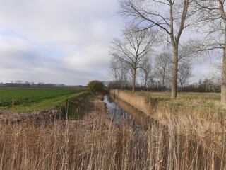a broad ditch with reed beds and water between fields in the dutch countryside in winter