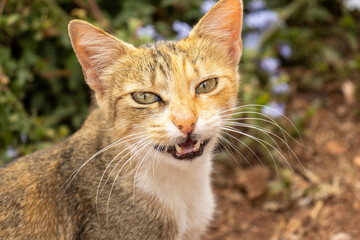 Obraz premium Close-up of a stray cat with expressive eyes and open mouth
