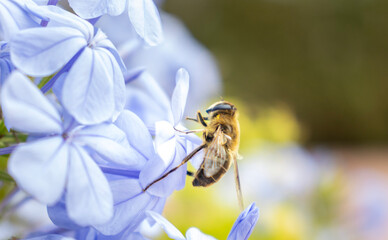 Macro shot of a bee perched on soft blue flowers