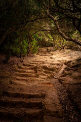 Natural earth-formed steps leading through a dense, wild forest. Warm light highlights the textures and creates a mysterious, atmospheric scene.