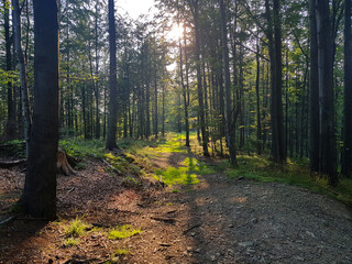 Obraz premium Forest background. Sun rays illuminating the trees