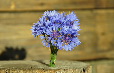 small bouquet of beautiful wild flowers