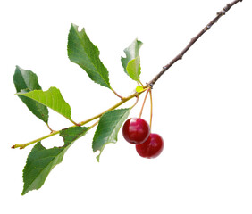 Cherry branch with berries isolated on transparent background