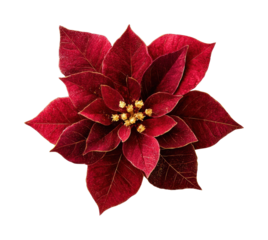 PNG Poinsettia christmas flower red.