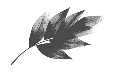 Fototapeta premium Isolated leaf drawing with rustic grunge texture and natural organic sketch style for botanical artwork