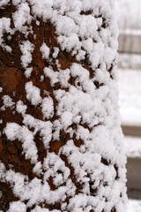 Snow on tree bark closeup. Fresh snow clings to rough tree bark in close detail. Concept of winter texture, nature background, and minimal seasonal design.