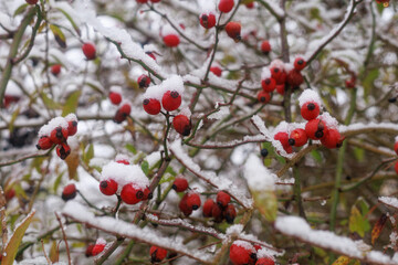 Red rosehip (Rosa canina) berries covered with fresh snow on winter branches. Concept of seasonal nature detail, Christmas mood imagery, and cold weather design.