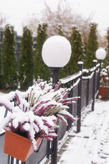 Snow-covered flowers in pots along the railing of an open-air cafe terrace. Concept of winter urban atmosphere, seasonal aesthetics, and outdoor hospitality imagery.