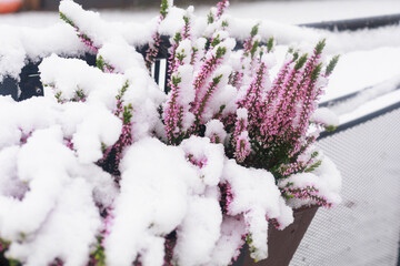 Heather flowers with snow. Heather blooms covered with snow in a garden pot closeup. Concept of winter floral contrast, seasonal visual, and nature photography design.