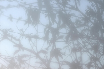 Buddleia Bush taken through the mist on an early winter's morning.