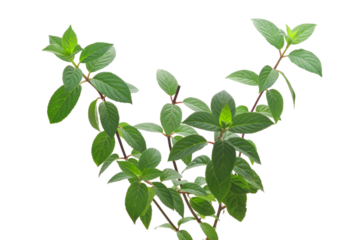 Hydrangea paniculata isolated on transparent background