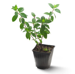 Hydrangea paniculata in a pot isolated on a transparent background