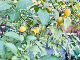 Branch with ripe yellow plums hanging among green leaves in natural light. Fresh summer fruit on a tree, captured in a soft, organic and serene garden atmosphere.