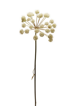 Angelica sylvestris dried flower isolated on transparent background