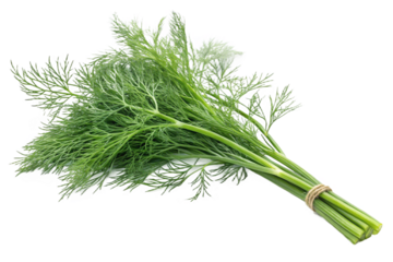 Fresh Bunch of Dill