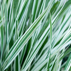 Green grass texture. Field of green grass, a lawn in spring. Background of color grass. Closeup of a freshly mowed lawn, park. Sports turf surface. Backdrop of pasture close up. Nature Wallpaper.