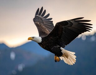 Obraz premium A majestic bird of prey soars gracefully through the sky