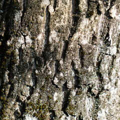 ligneous background, dark brown table surface. rustic wood texture.
