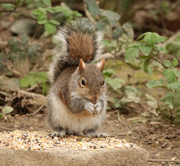 Grey squirrel eating nuts in woodland