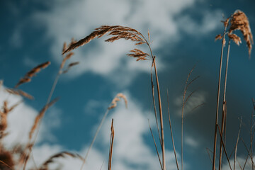 Obraz premium Dry grass stems swaying in the wind against a blue sky with soft white clouds. Warm natural tones, shallow depth of field, and a peaceful atmosphere of late summer or early autumn. Meadow land.