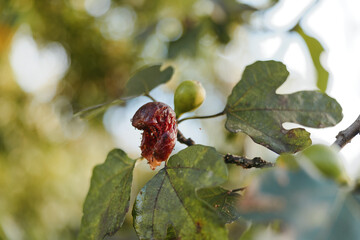 oak gall on a mature oak branch, closeup macro nature image showing reddish parasite growth on green leaves with insect damage, textured bark and morning dew in a woodland ecology study scene