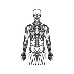Human skeletal system outline vector illustration, anterior view of anatomical structure.