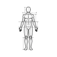 Human body measurements line drawing diagram for anatomical and medical education purposes