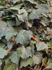 Green ivy leaves background. Nature green leaf background.