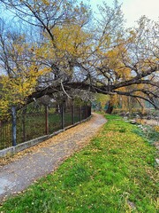 Footpath in the autumn forest