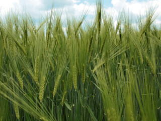 Grünes Gerstenfeld mit blauweißen Himmel