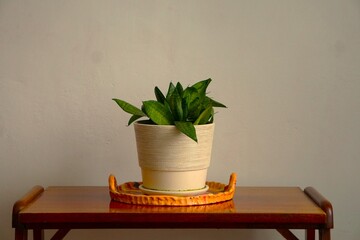 Kwiat doniczkowy ustawiony na podstawce na stoliku w stylu PRL. Połączenie zieleni rośliny z retro meblem tworzy nostalgiczny, domowy klimat. © Adam